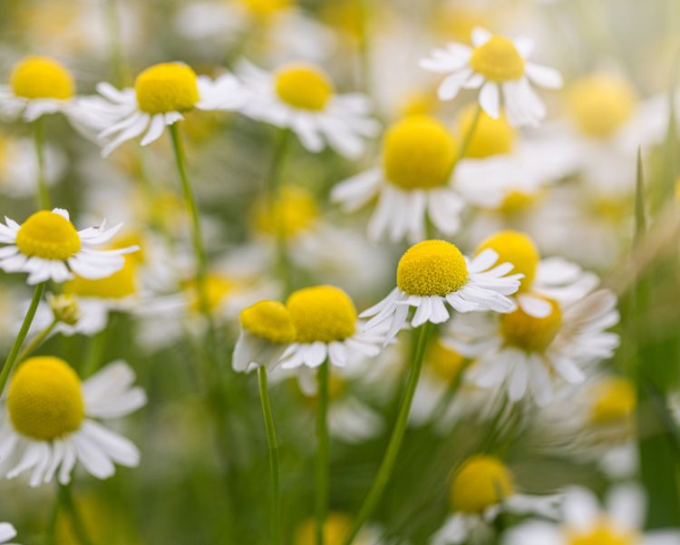 Close-up of white and yellow chamomile flowers, representing a key ingredient for calming and reducing inflammation.