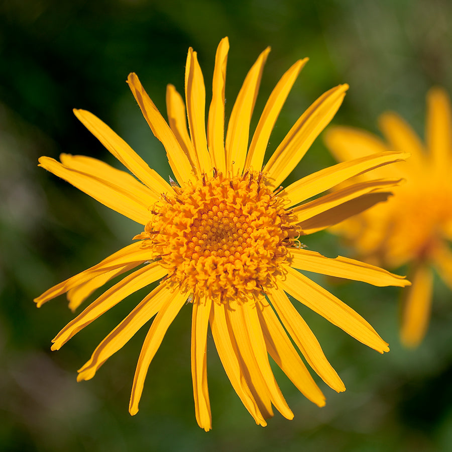 Close-up of a yellow Arnica flower, an ingredient used for healing tissue trauma, reducing swelling and discomfort, and promoting circulation.