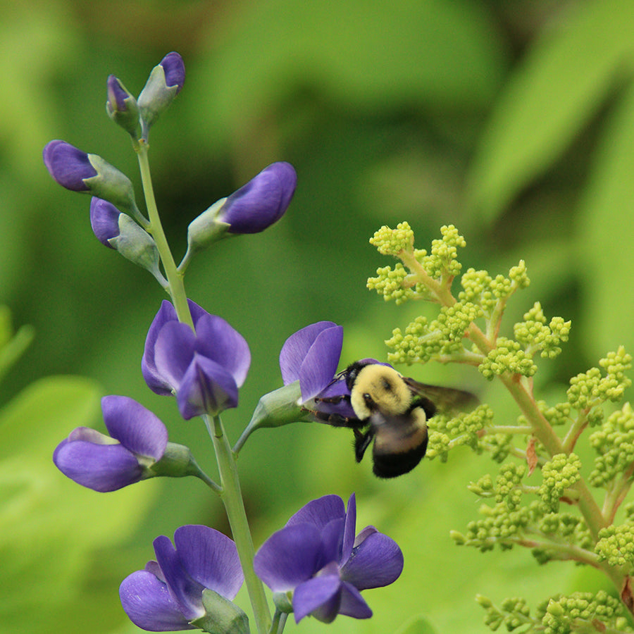 A bumblebee pollinating a purple Baptisia flower, an ingredient that supports and stimulates the body's own immune response to infection.