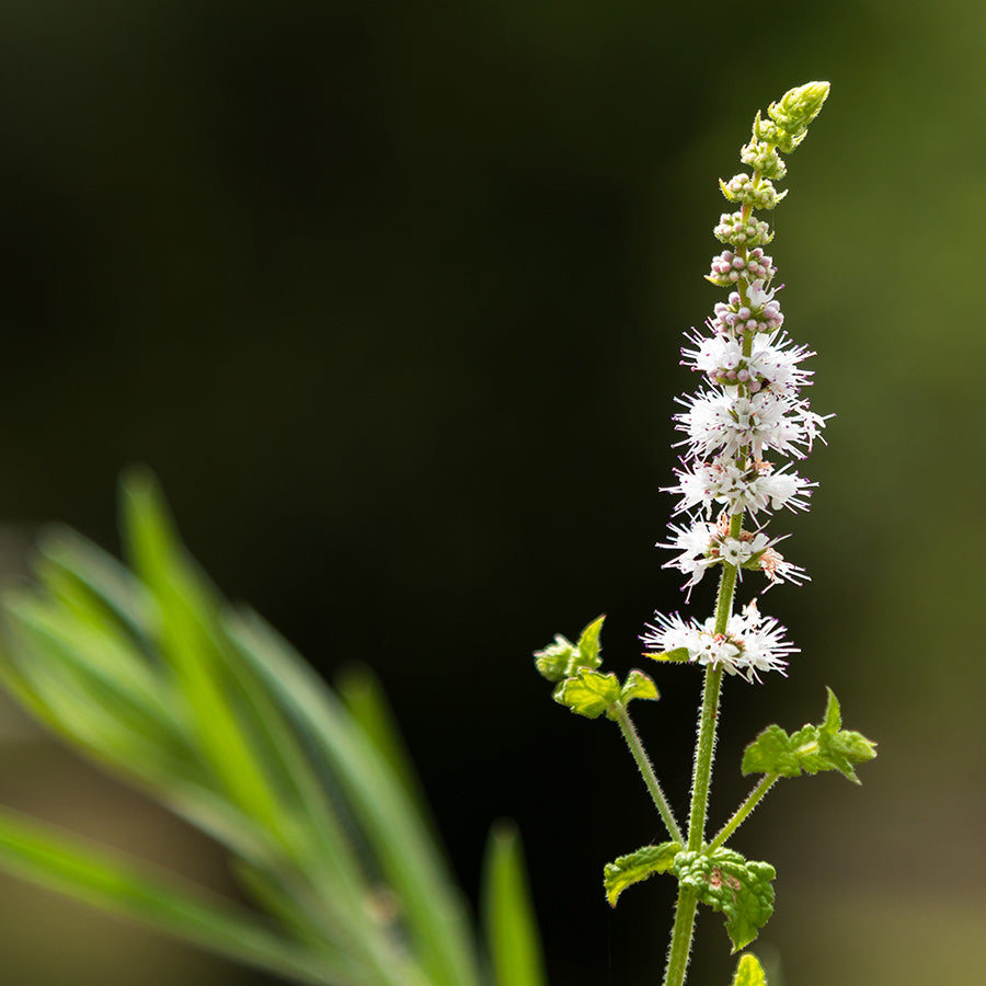 Close-up of a white Black Cohosh flower, an ingredient that provides a strong pain killing effect.