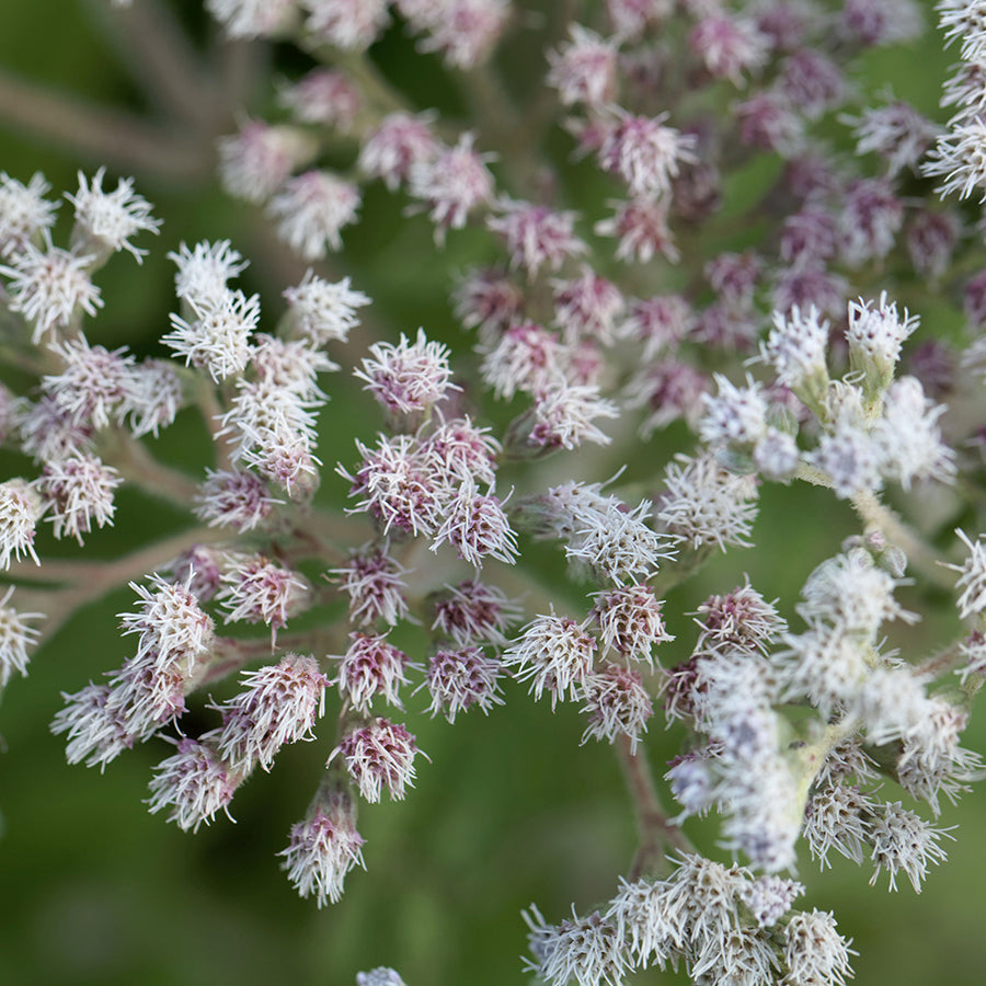 Close-up of a Boneset flowers, an ingredient that eases congestion in the nose.