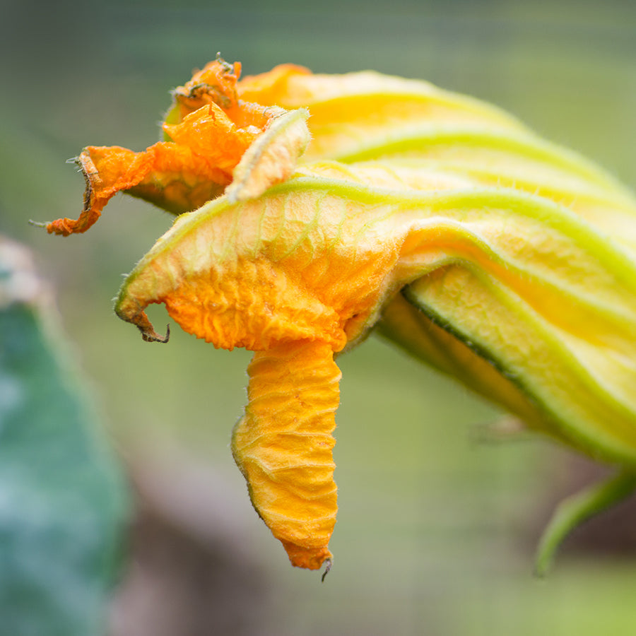 Close-up of a yellow Butternut flower, an ingredient that provides essential nourishment for gut bacteria.
