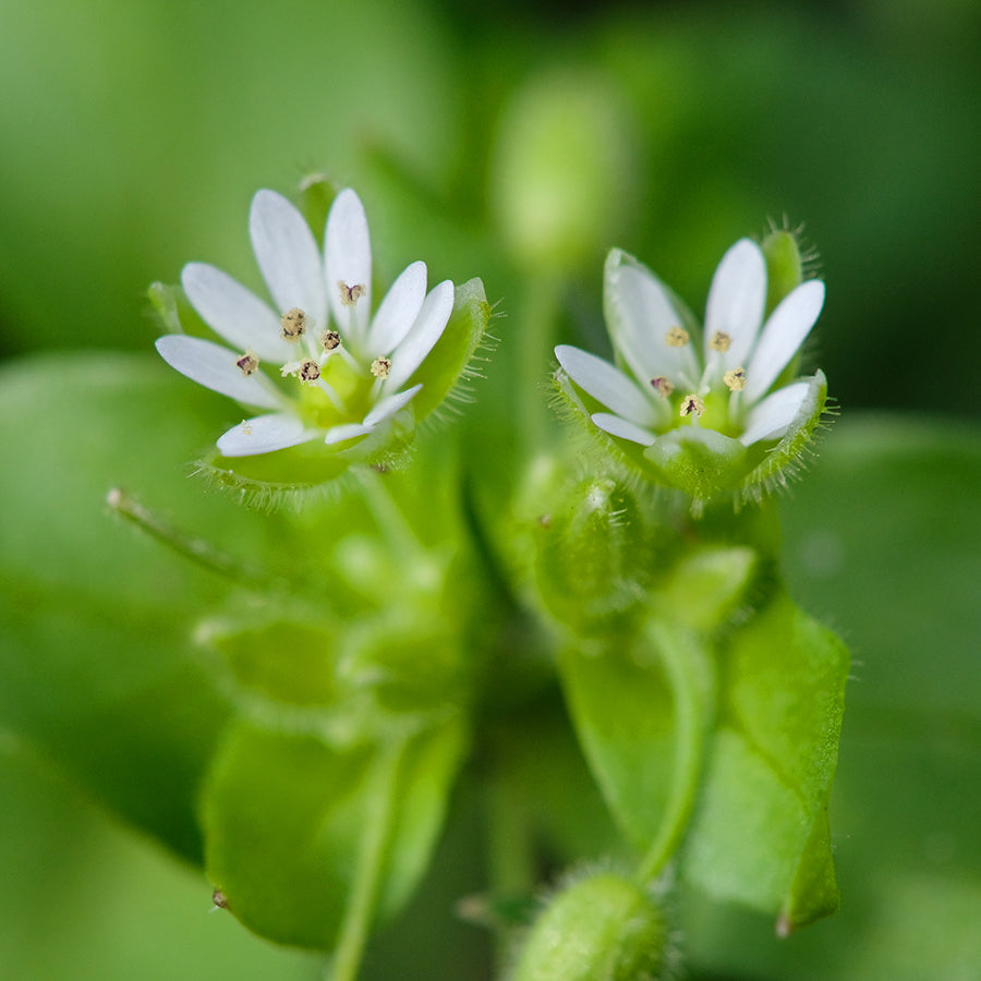 Close-up of white Chickweed flowers, an ingredient that calms irritated itchy skin and promotes tissue repair.
