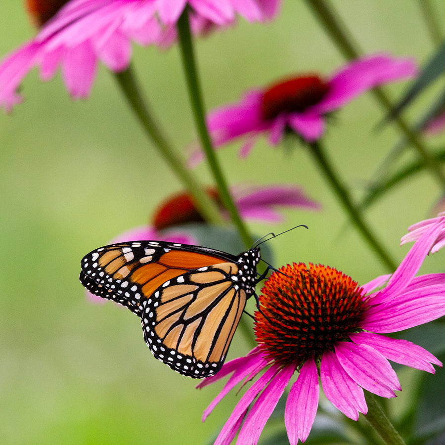 A monarch butterfly on a vibrant pink Echinacea flower, an ingredient known for stimulating the immune system and fighting infection.