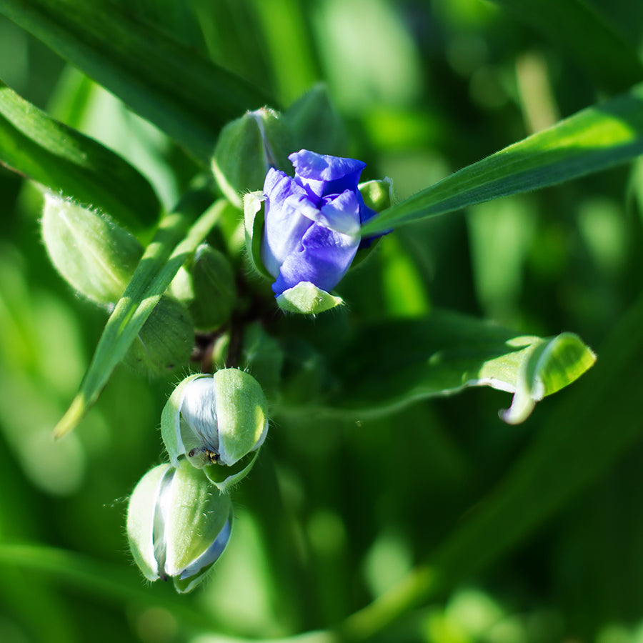 Close-up of a purple Gentian flower, an ingredient known for promoting and enhancing digestive function.