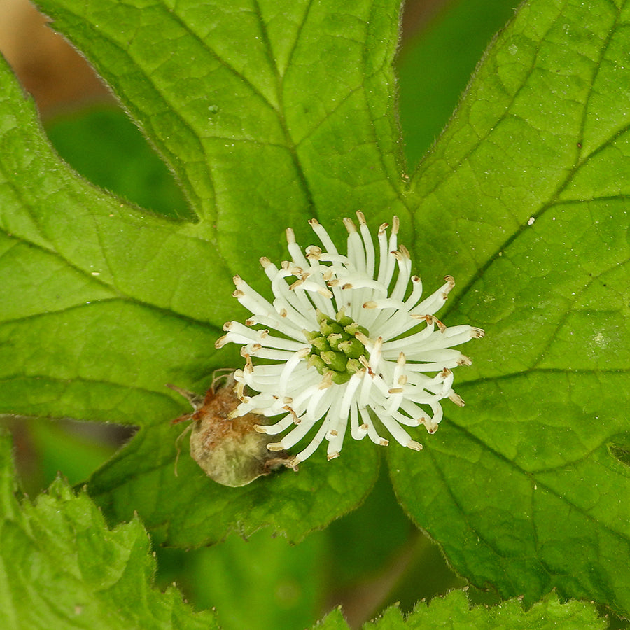 Close-up of a GoldenSeal flower, an ingredient that helps with digestion, soothes an upset stomach, and kills bacteria.