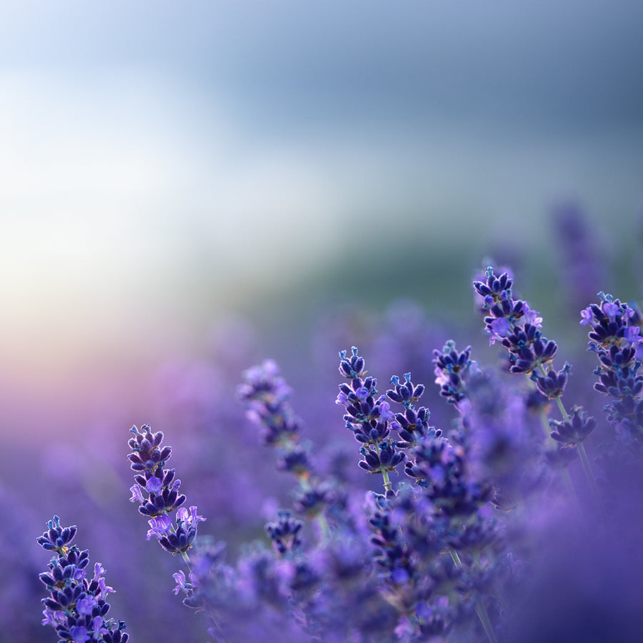 Close-up of a Lavender flowers, an ingredient that increases relaxation and calm, and helps bring about sleep.