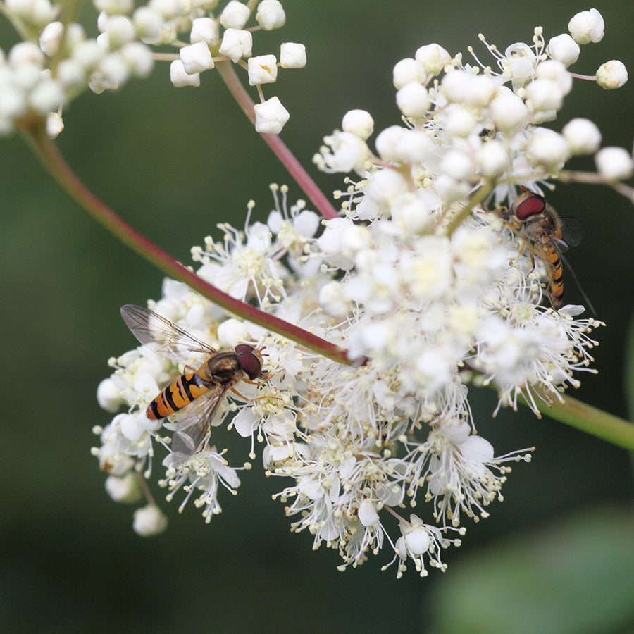 Close-up of white Meadowsweet flower, an ingredient that soothing and calming to the stomach lining and digestive tract.