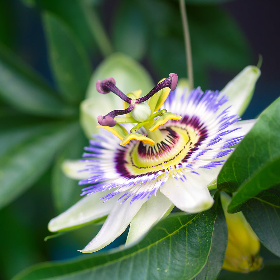 Close-up of a Passionflower, an ingredient that reduces anxiety and tension.