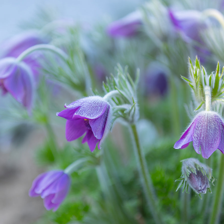 Pulsatilla flowers, a key ingredient in Q Life Birth Mix, helpful in stimulating labor and for babies in breech position.