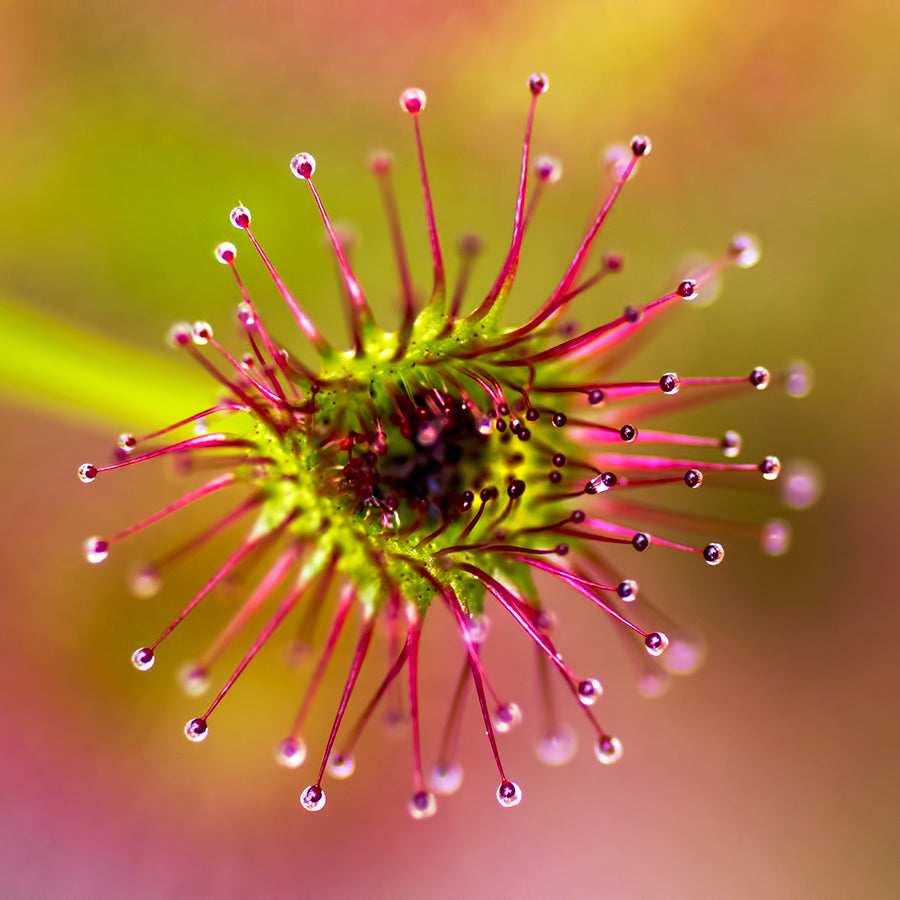 Close-up of a Sundew flower, an ingredient that gives relief from coughing spasms.